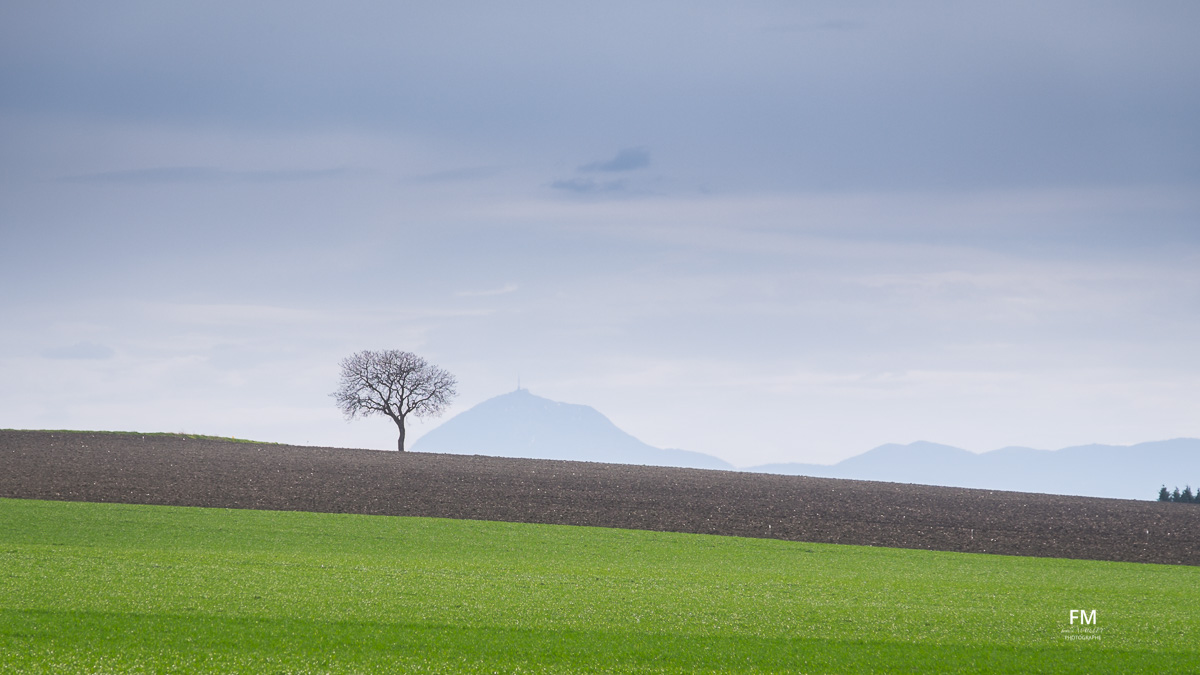 L'arbre par un puy de Dôme de printemps