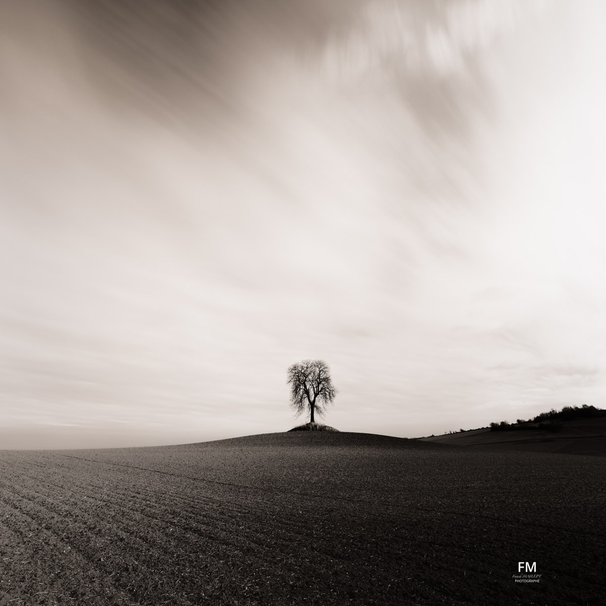 L'arbre de Chaynat