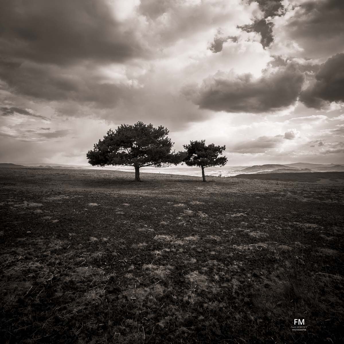 Arbres d'Auvergne